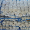 Fresh Normal White Garlic with Mesh Bag